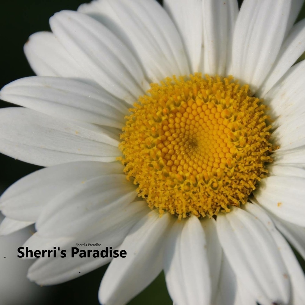 Sherri's Paradise